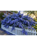 Ceanothus thyrsiflorus Конча в саду